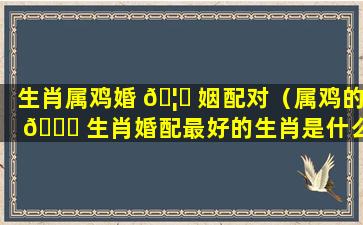 生肖属鸡婚 🦊 姻配对（属鸡的 🍁 生肖婚配最好的生肖是什么）